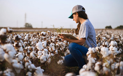 UNIB researcher develops deep learning model to detect diseases in cotton crops